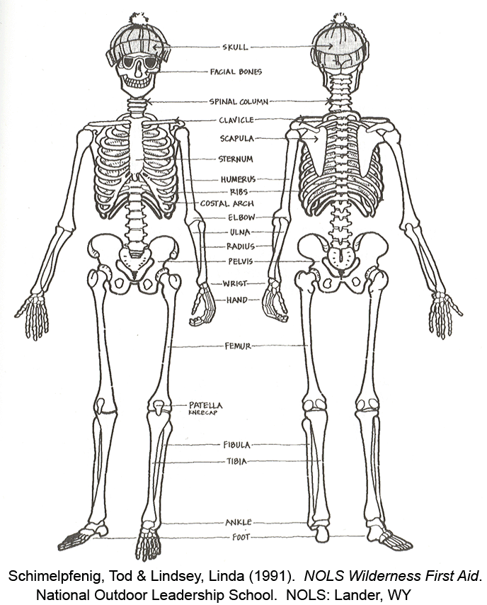 structure of skeleton with name